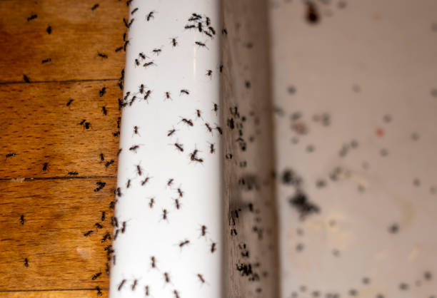 Best Pest Control Near Me  in Clinton, OH